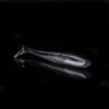 BASS 3 LAMINATED BAS3-L016-B (4 szt.)