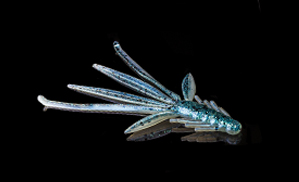 Nymph