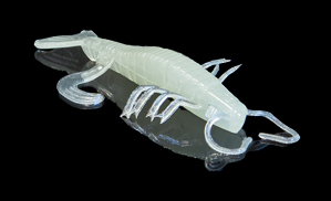 Shrimp