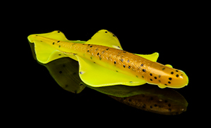 Wingshad
